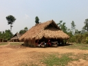 gibbon (66)